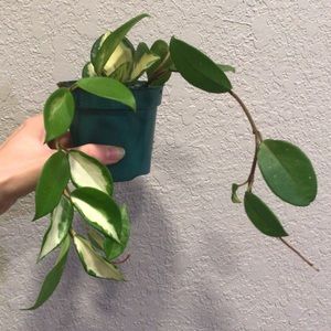 Trailing Hoya Krimson Princess Indoor Plant